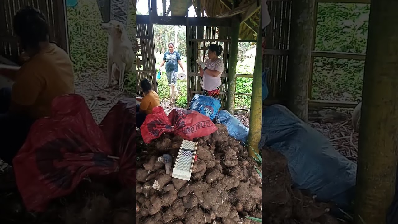 My daily life #buhay probinsya #balat at yadyad na tayo ng namo guy's 