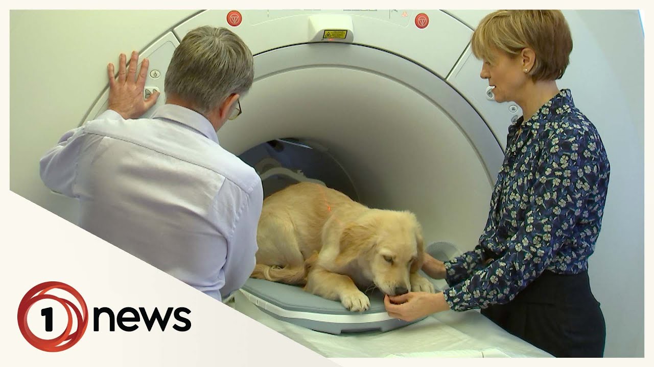 New Zealand's first-ever MRI scanner dedicated to pets opens in Christchurch