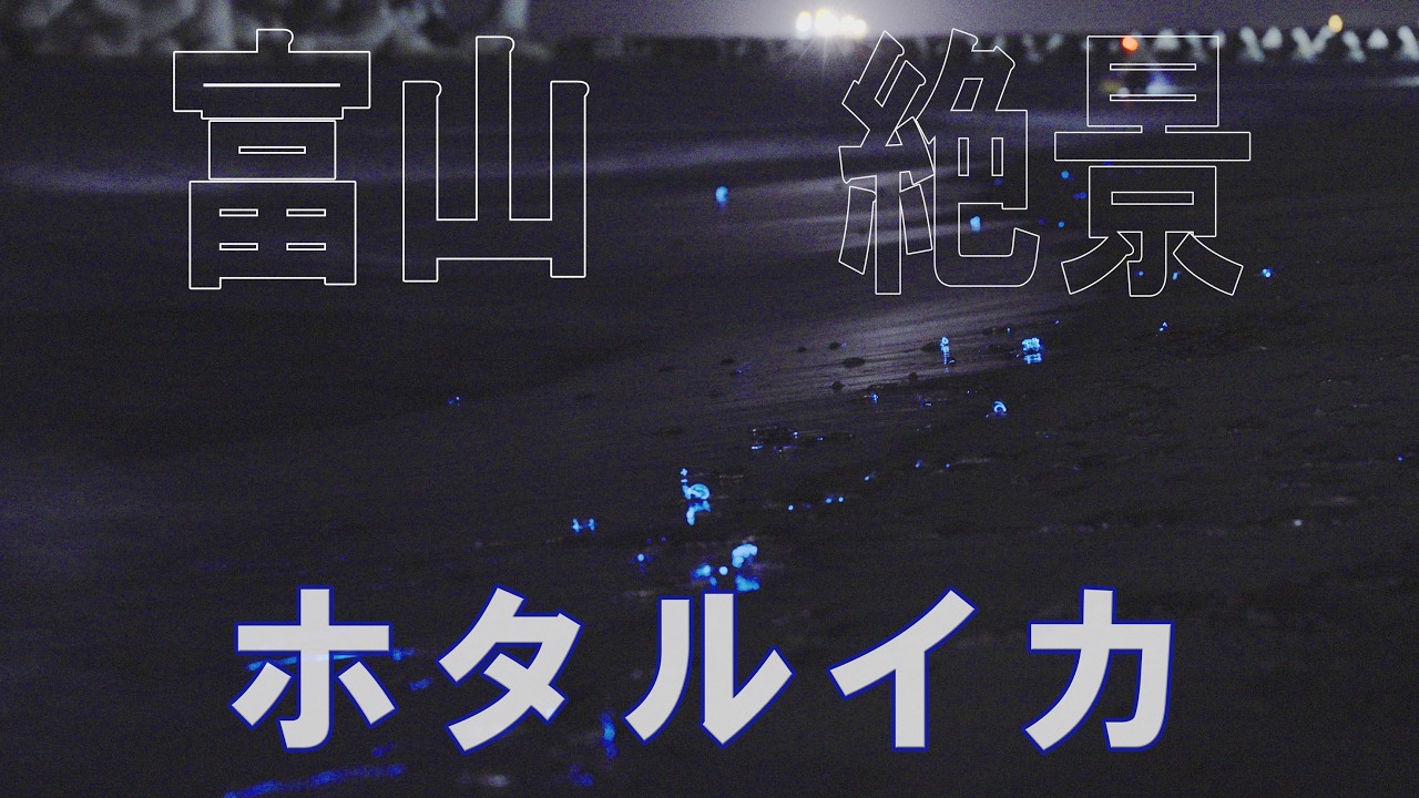 【富山・ホタルイカ４K】３連休は富山湾に行こう！２６年３月１８日のホタルイカ爆湧きを撮影。富山湾春の風物詩、ホタルイカの身投げが見られるよ。青白く光る様子は神秘的です。北陸新幹線に飛び乗って富山県へ！