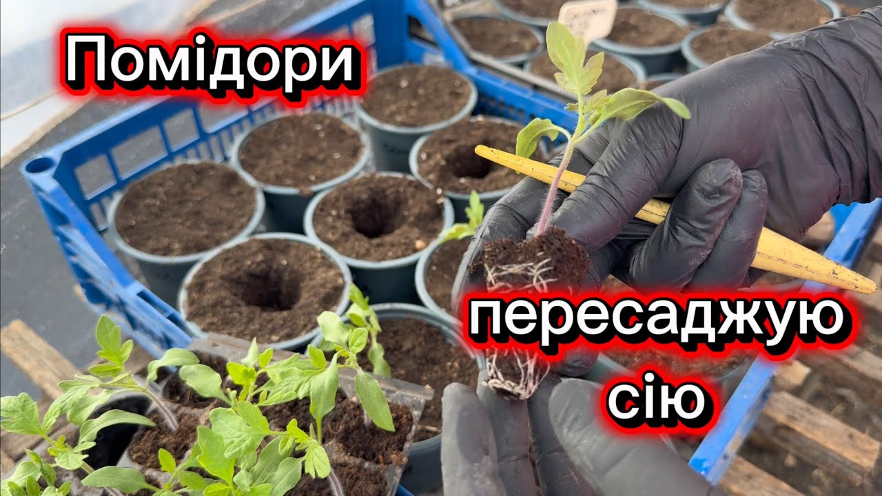 Помідори пересаджую,сію для теплиці, доглядаю 16 березня 