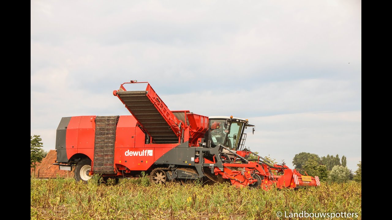 Dewulf Kwatro aardappelen rooien 2014 - Hoornaert Rogghe uit Vinkt