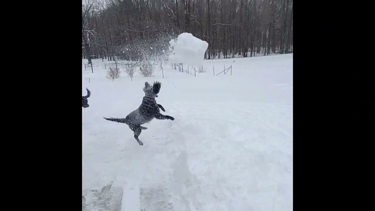 Sage catching snow