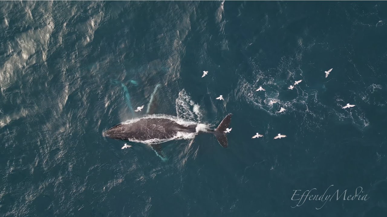 Humpback Whales in ocean with seagulls flying around at Sydney coastline