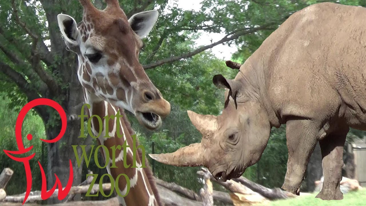 Fort Worth Zoo Tour & Review with The Legend