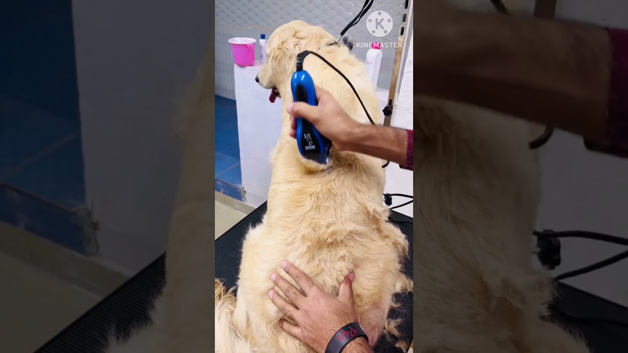 Golden retriever grooming✂️✂️