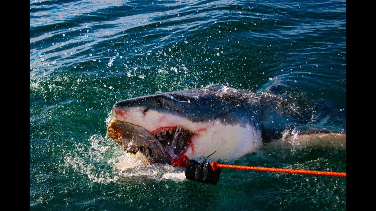 White shark cage diving, Mossel Bay, South Africa / weißer Hai Käfig tauchen, Südafrika