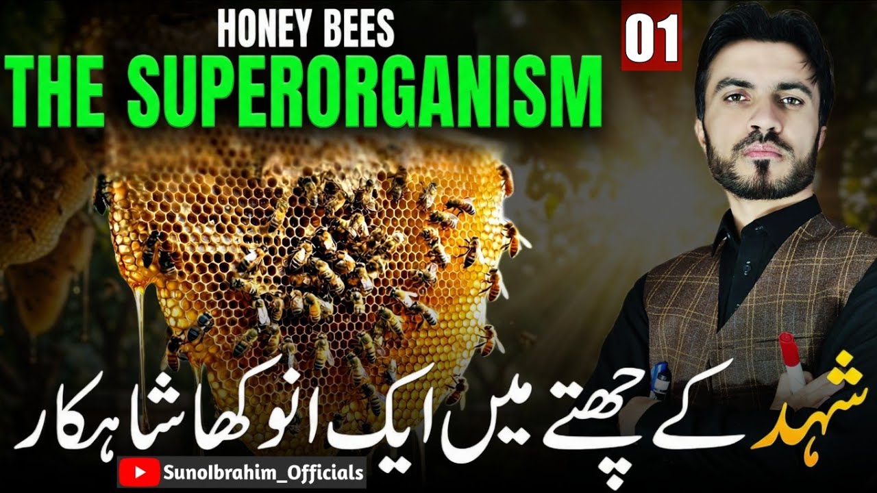 Superorganism Revealed: The Intelligence of a Bee Colony