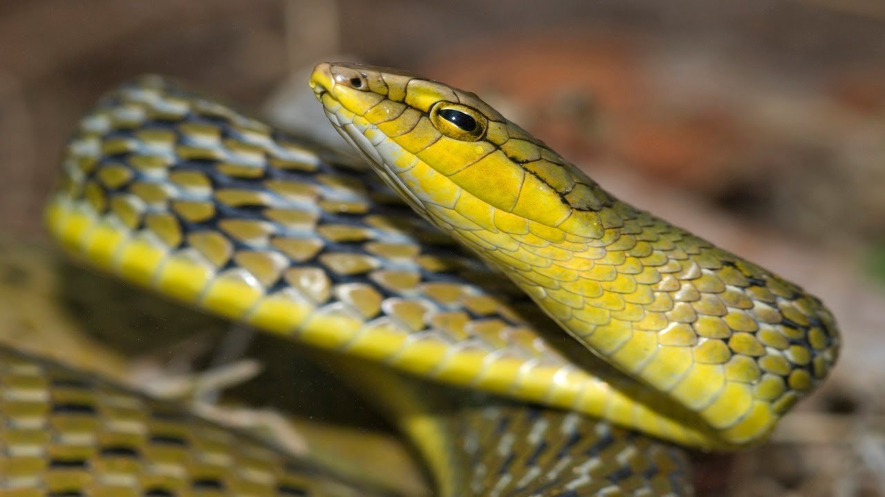 12 Endangered and Endemic Species Found Only in India
