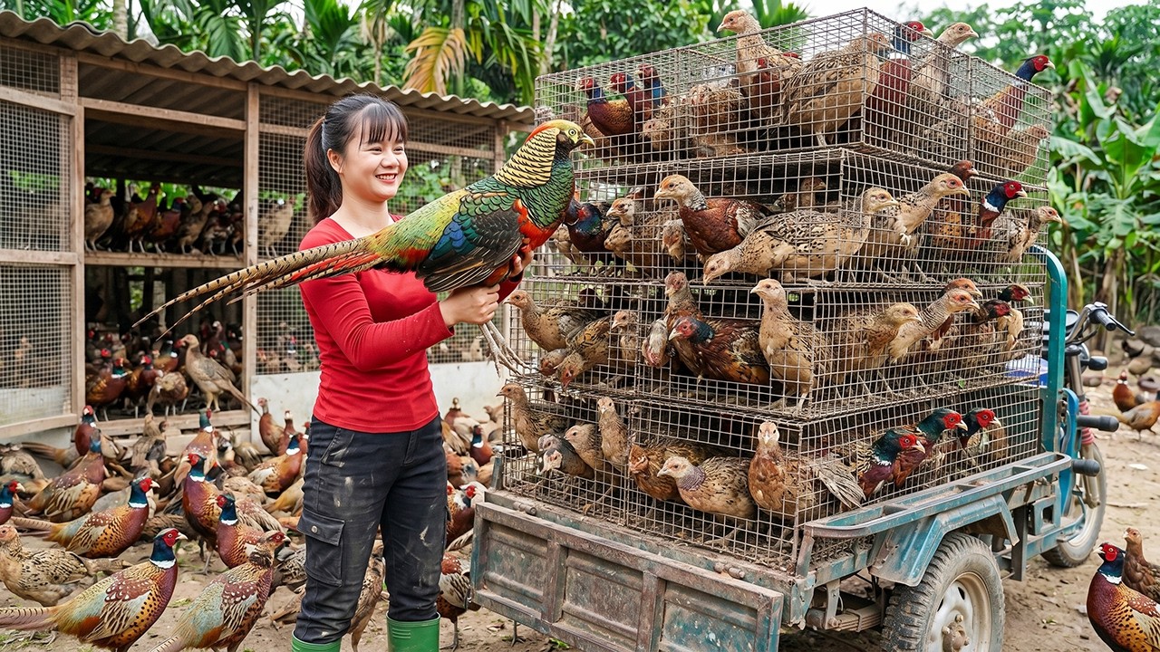Cosechando Faisanes Gigantes Tras 9 Meses | Cami&oacute;n de 3 Ruedas al Mercado Rural