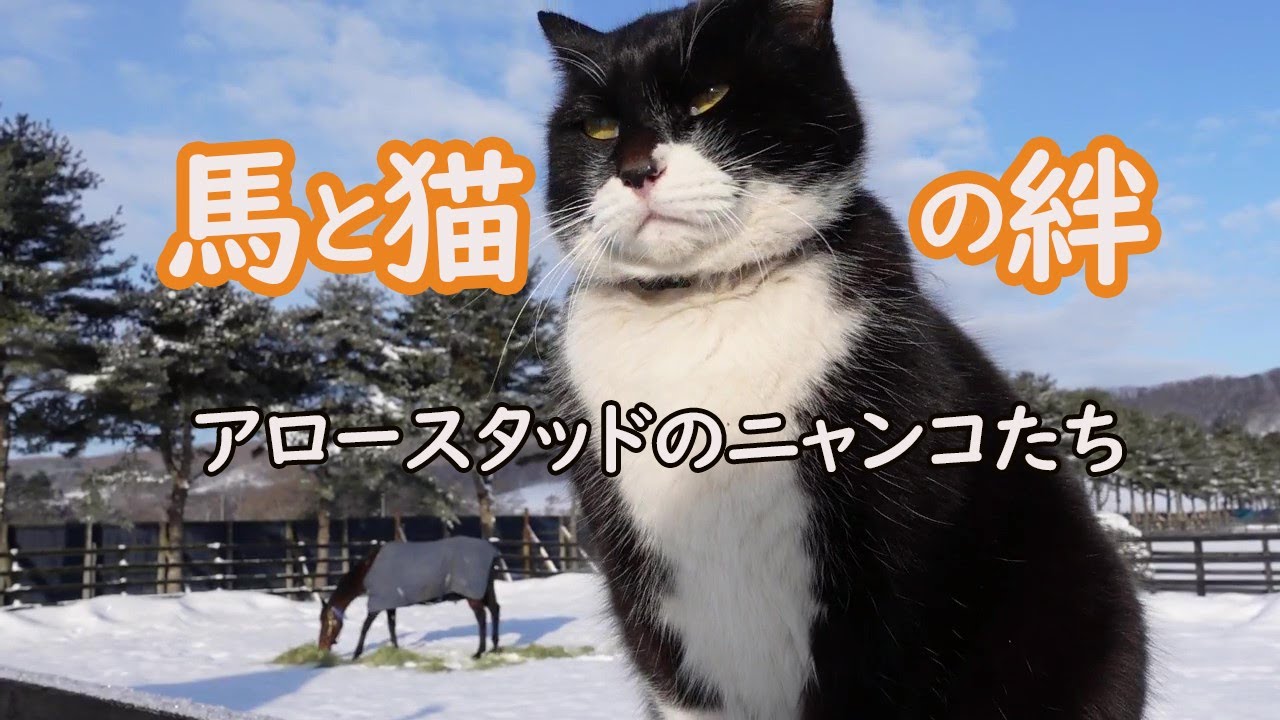 馬と猫の絆～アロースタッドのニャンコたち