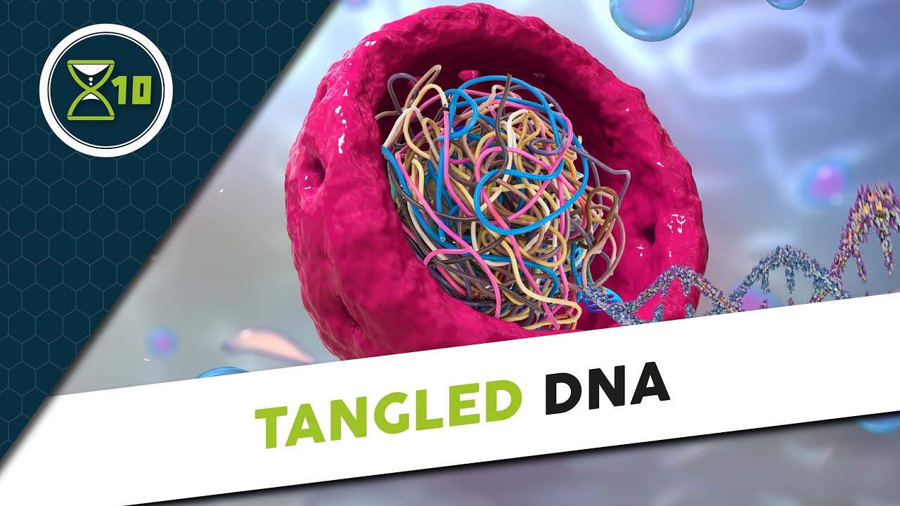 How the tangles in your DNA make you age