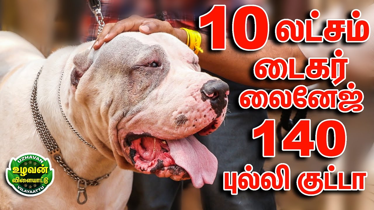 10லட்சம், டைகர் லைனேஜ், 140 புல்லி குட்டா நாய்கள்,  அமேஸிங் நாய் பண்ணை, சேலம் #bullykuta #kennel