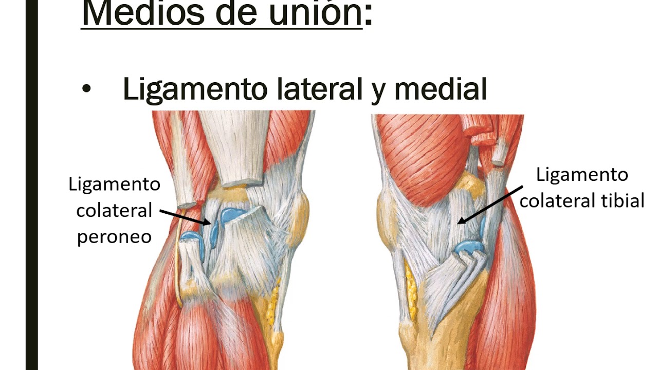 Complejo articular de la rodilla.