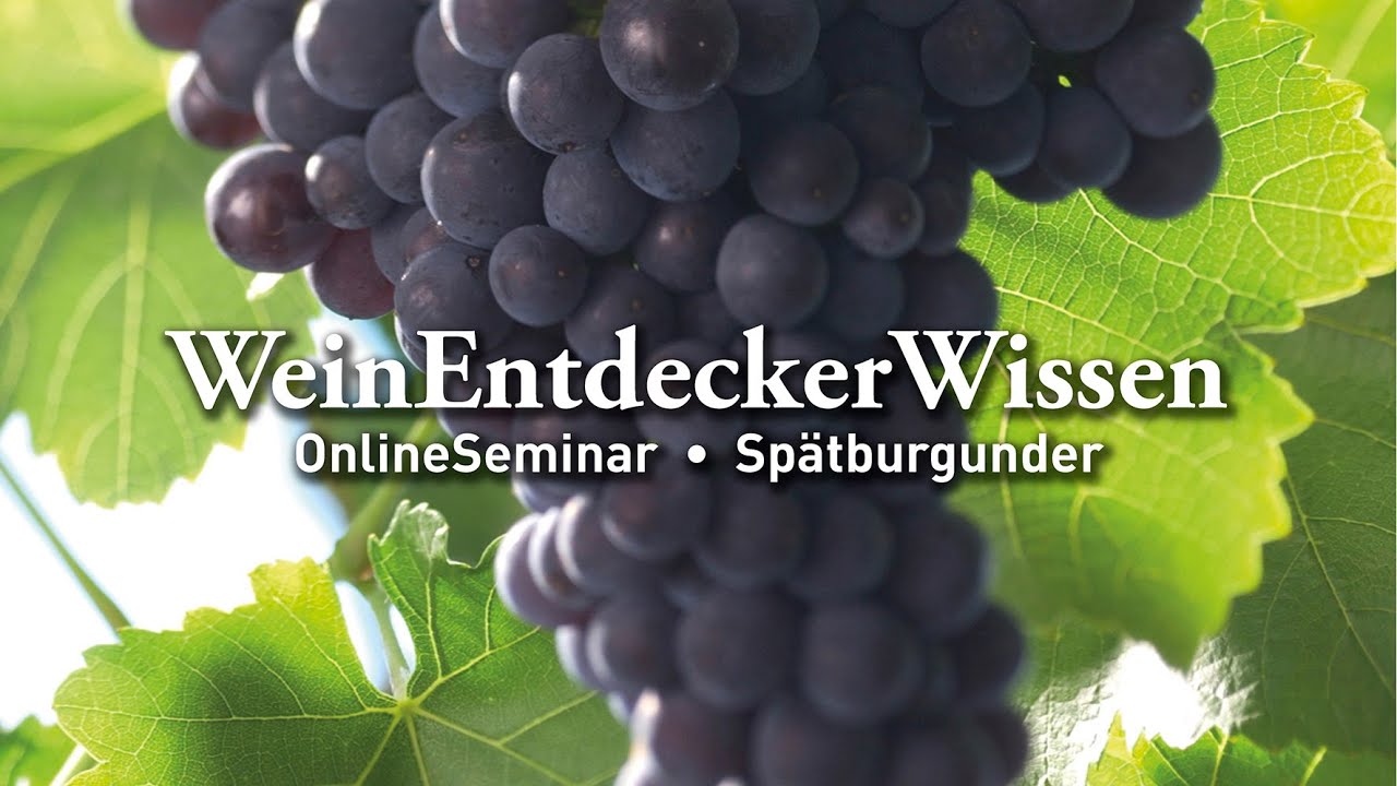 🍇 Spätburgunder – WeinEntdeckerWissen OnlineSeminar 🍇