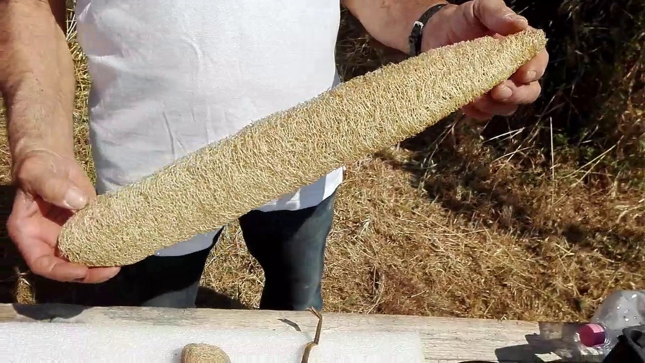 Introduzione alla coltivazione della luffa spugna vegetale