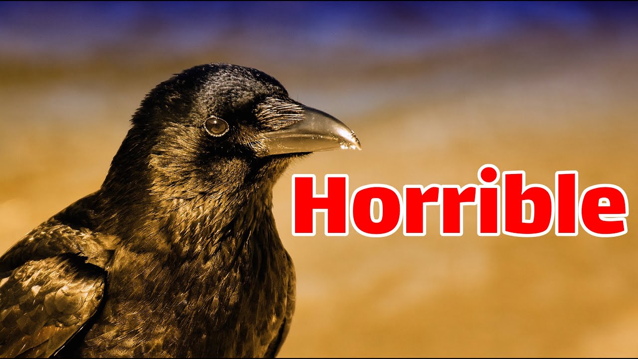 Crows: the worst animal