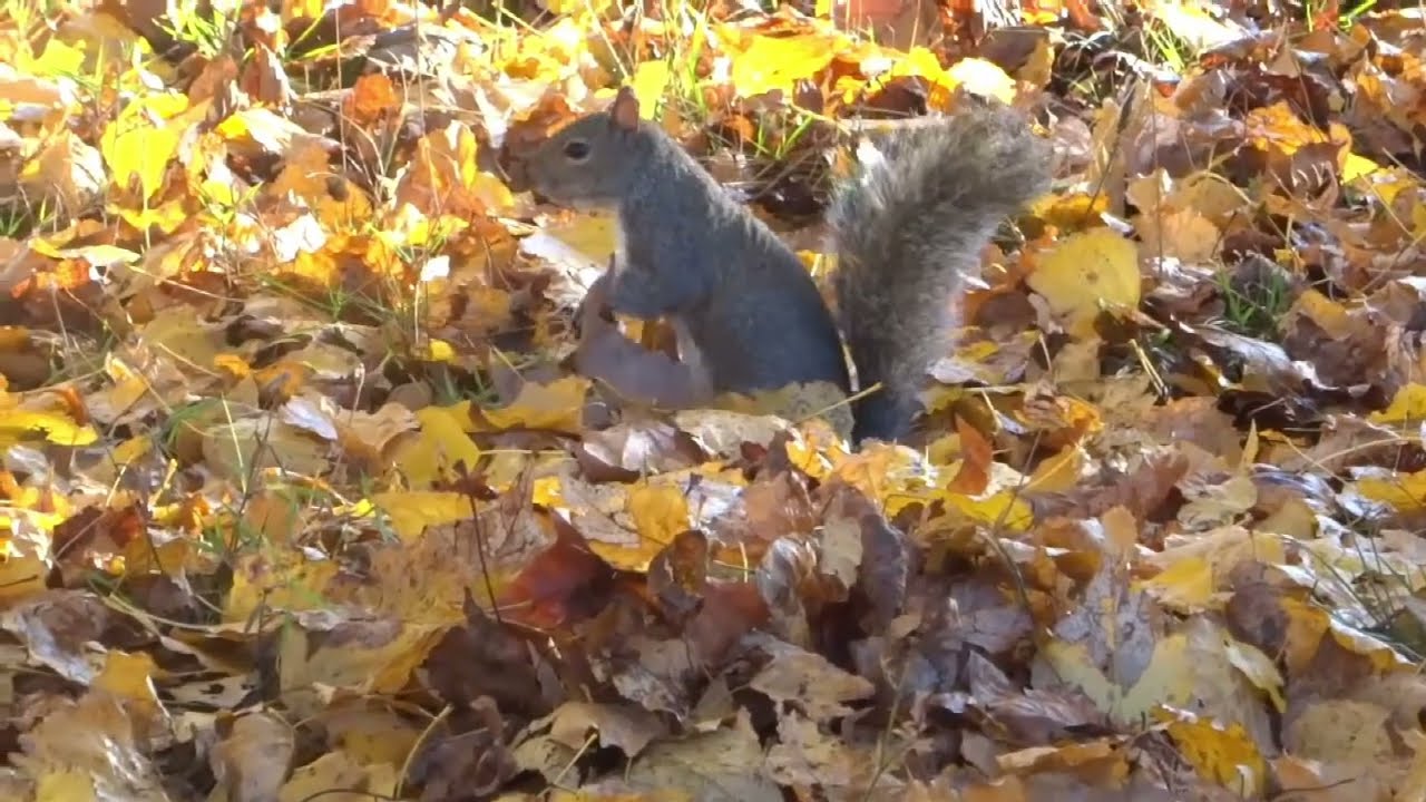 Squirrels Foraging In AUTUMN