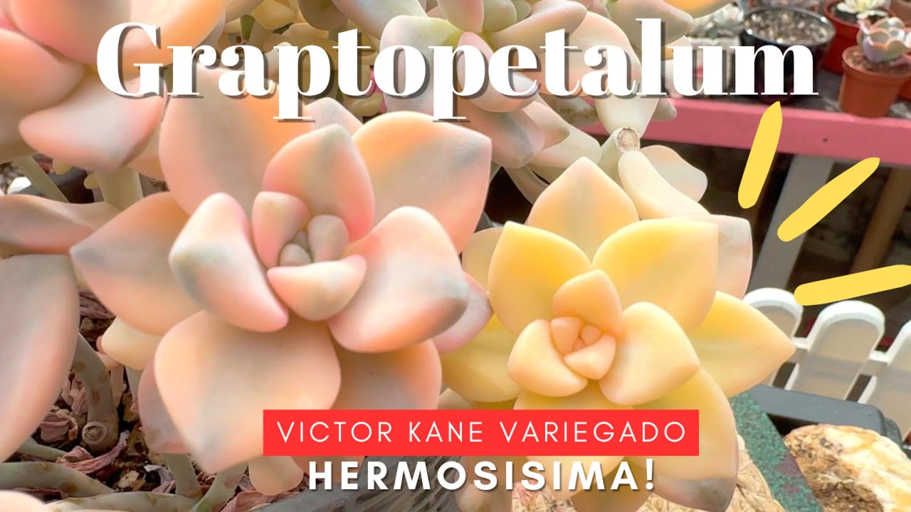 Graptopetalum Víctor Kane Variegado