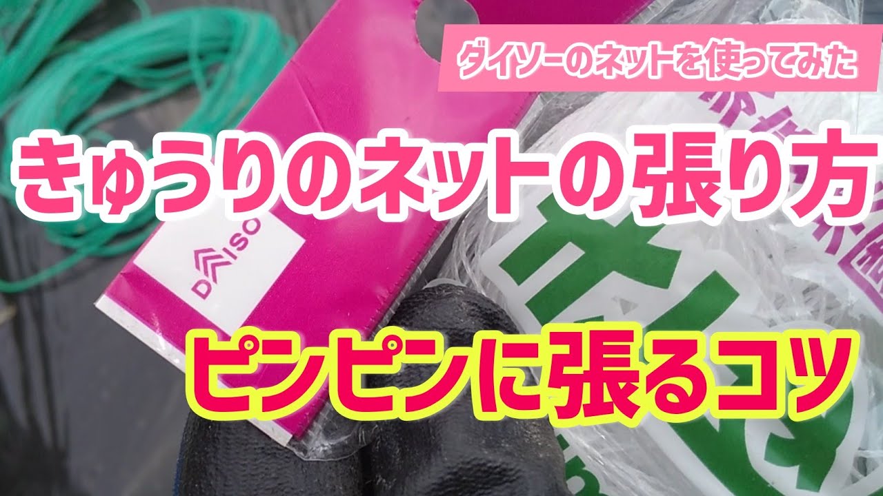 きゅうりのネットの張り方、ネットをピンピンに張るコツを紹介【髭サン農家】