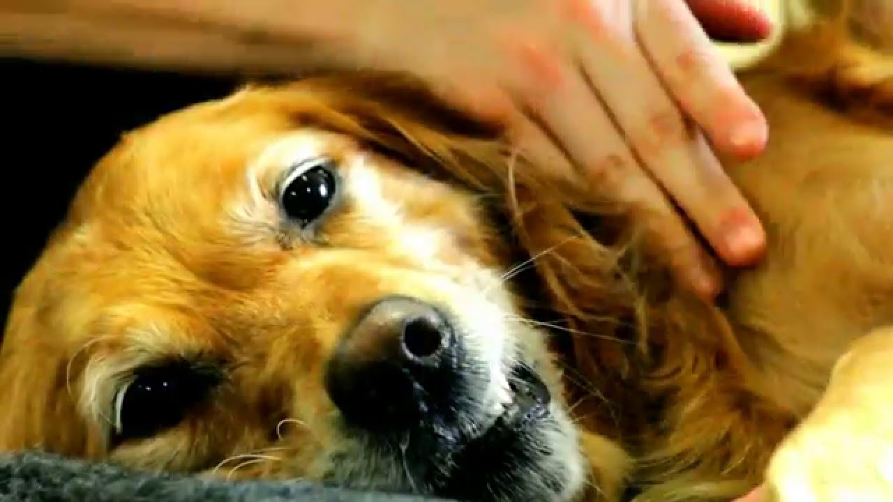 Canine Massage Therapy Centre
