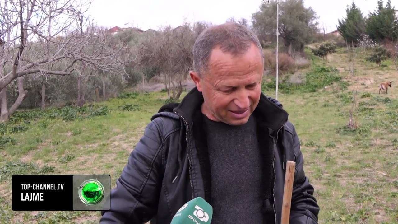 Top Channel/ Dashuria për kafshët! Në Rrasë të Belshit mbarështohen qentë e racës së “pastorit belg”