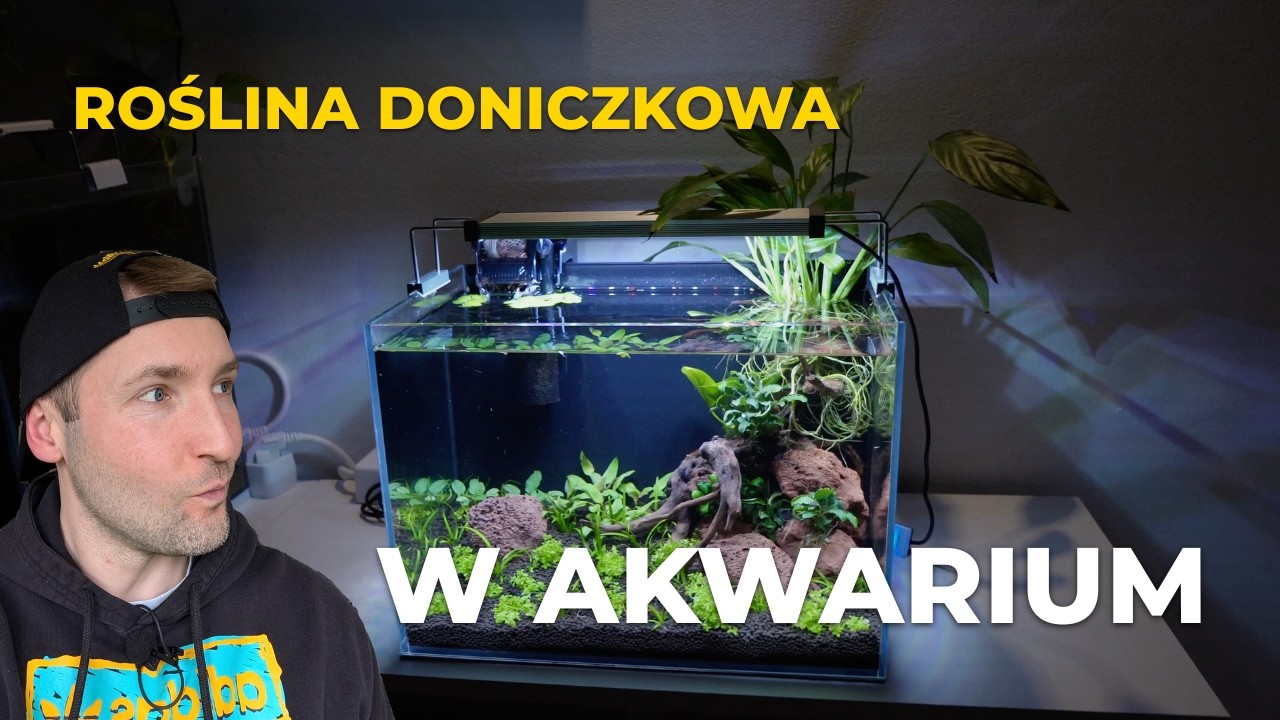 Moje nowe KREWETKARIUM 21L! Krok po kroku z hydroponiką 🦐 JAK ZAŁOŻYĆ I NA CO UWAŻAĆ - Poradnik