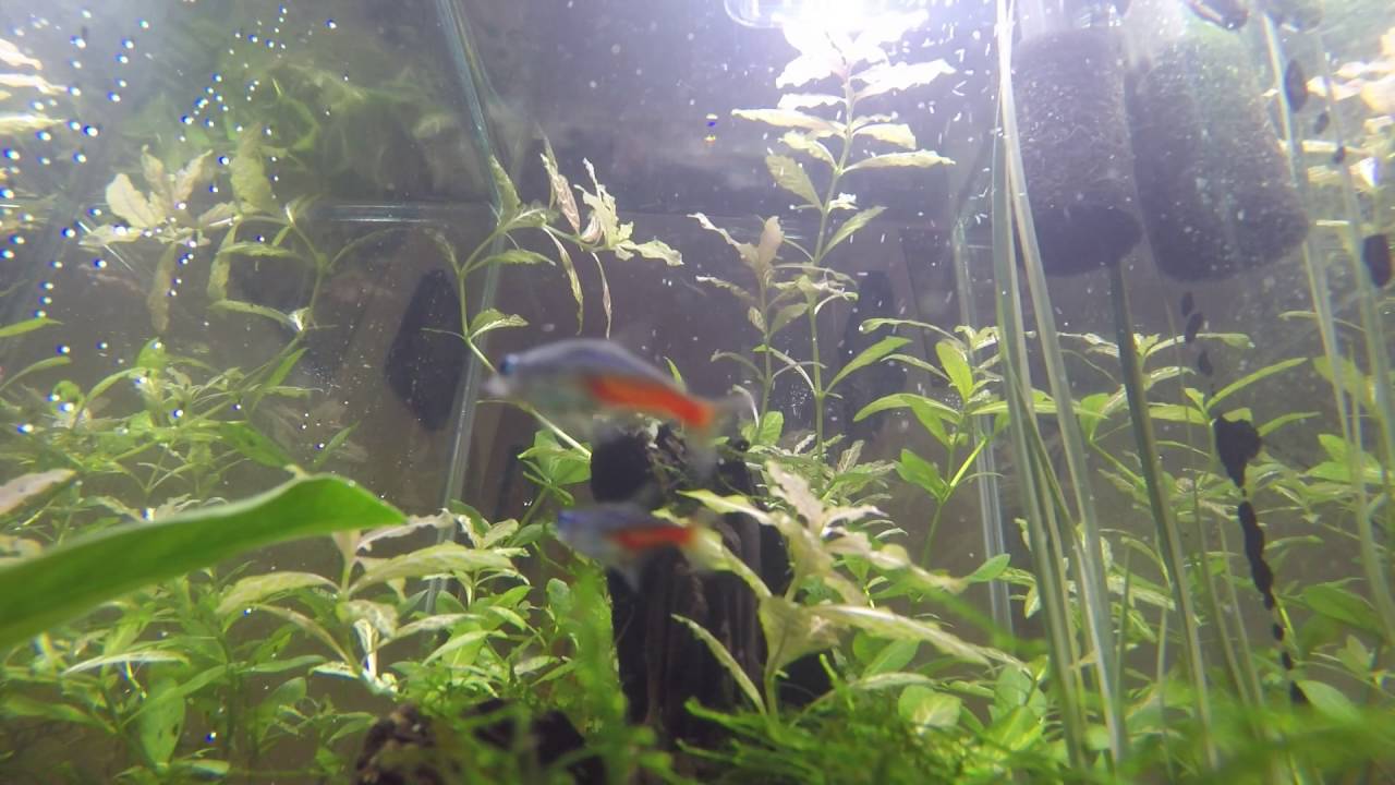 Fish Feeding Time