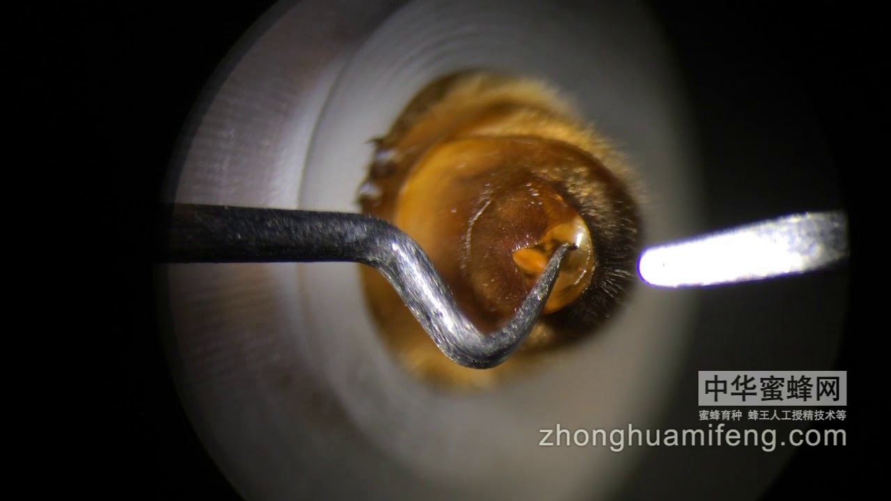 QueenBee Artificial Insemination—Sztuczne matek pszczelich