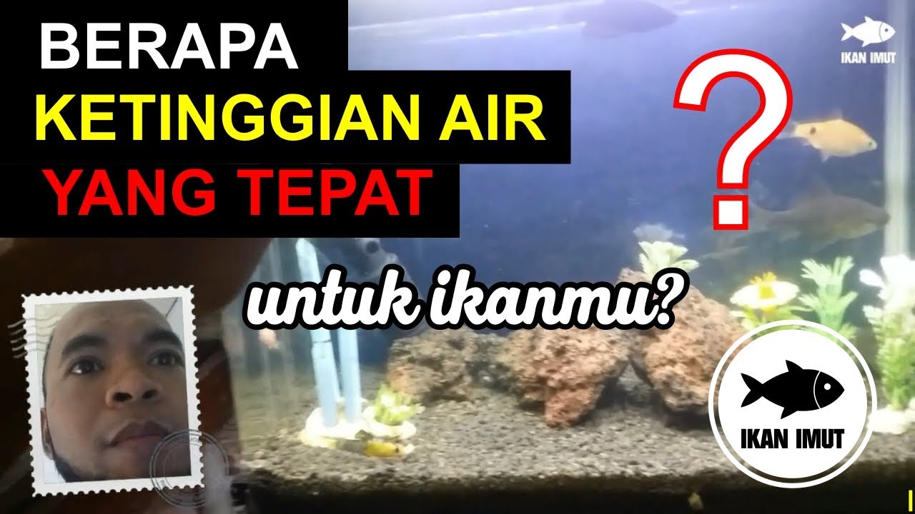 Berapa Ketinggian Air untuk Ikanmu?  | IKAN IMUT