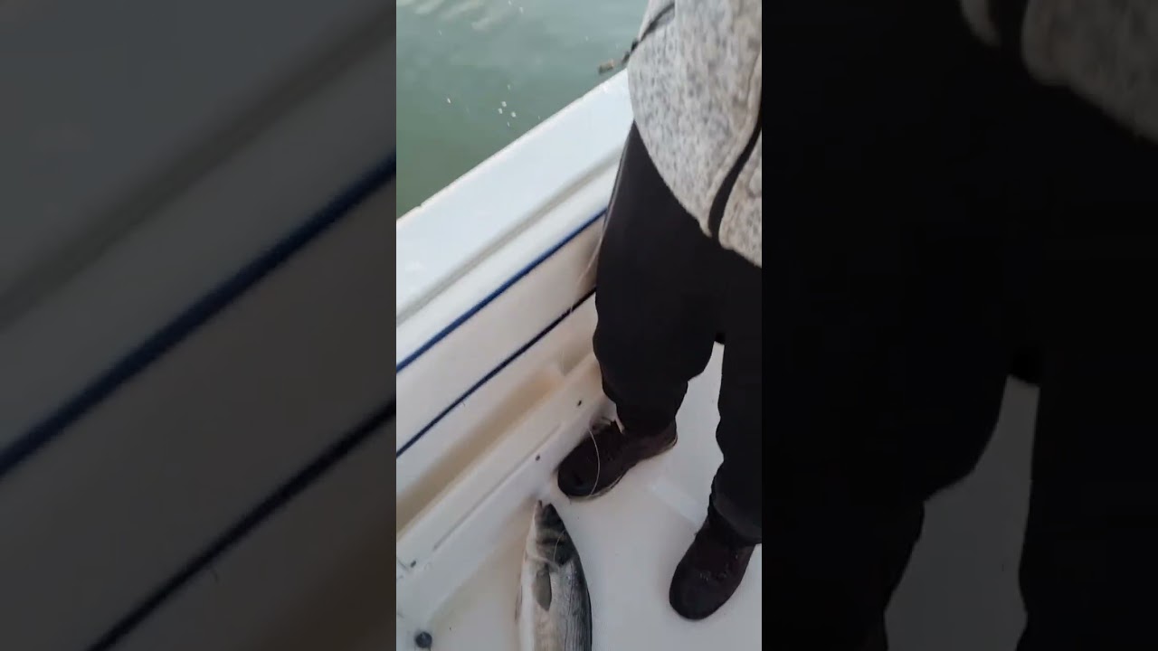 caballa viva para la lubina #pesca #huelva #lubinas #cangrejo #bar #espa&ntilde;a #calamares #caballa
