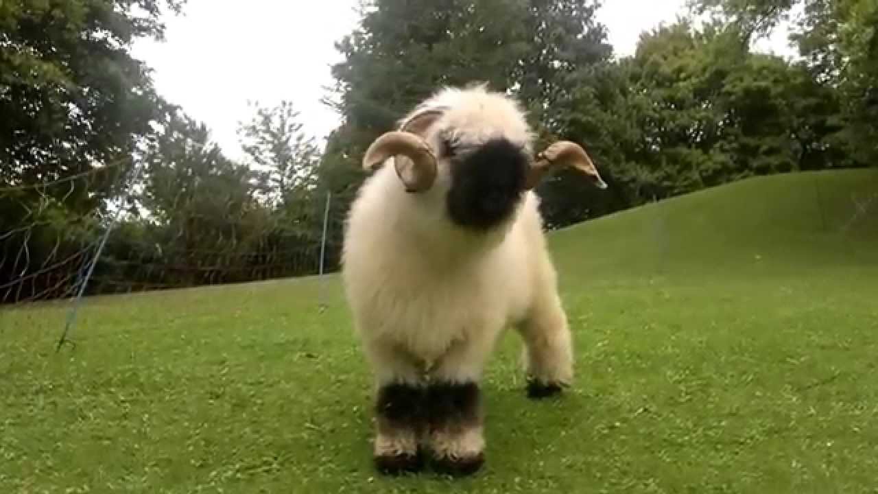 Valais Blacknose Sheep