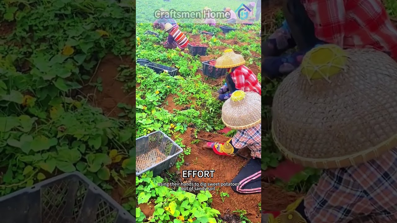 Farmers Harvesting Sweet Potatoes in Sandy Soil