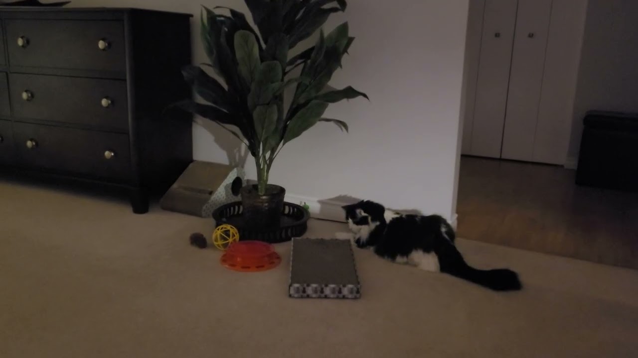Cat vs  Scratching Board Until the Light Turning On