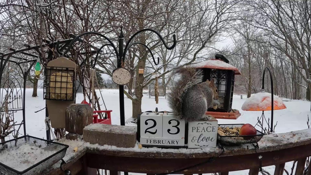 My Monday Morning Mayhem Bird & Squirrel Livestream