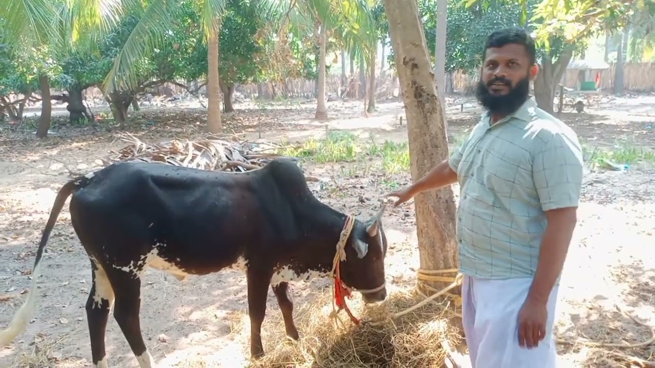 #viral நாட்டு மாடு ராமநாதபுரம் மாவட்டத்தில் நாட்டு பண்ணை #viral Country cow farm maintenance