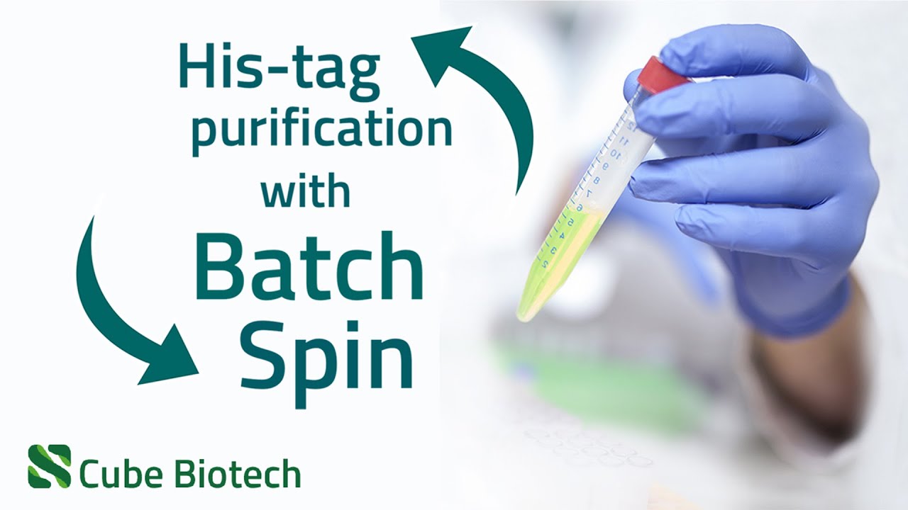 How to purify Proteins using Batch Spin