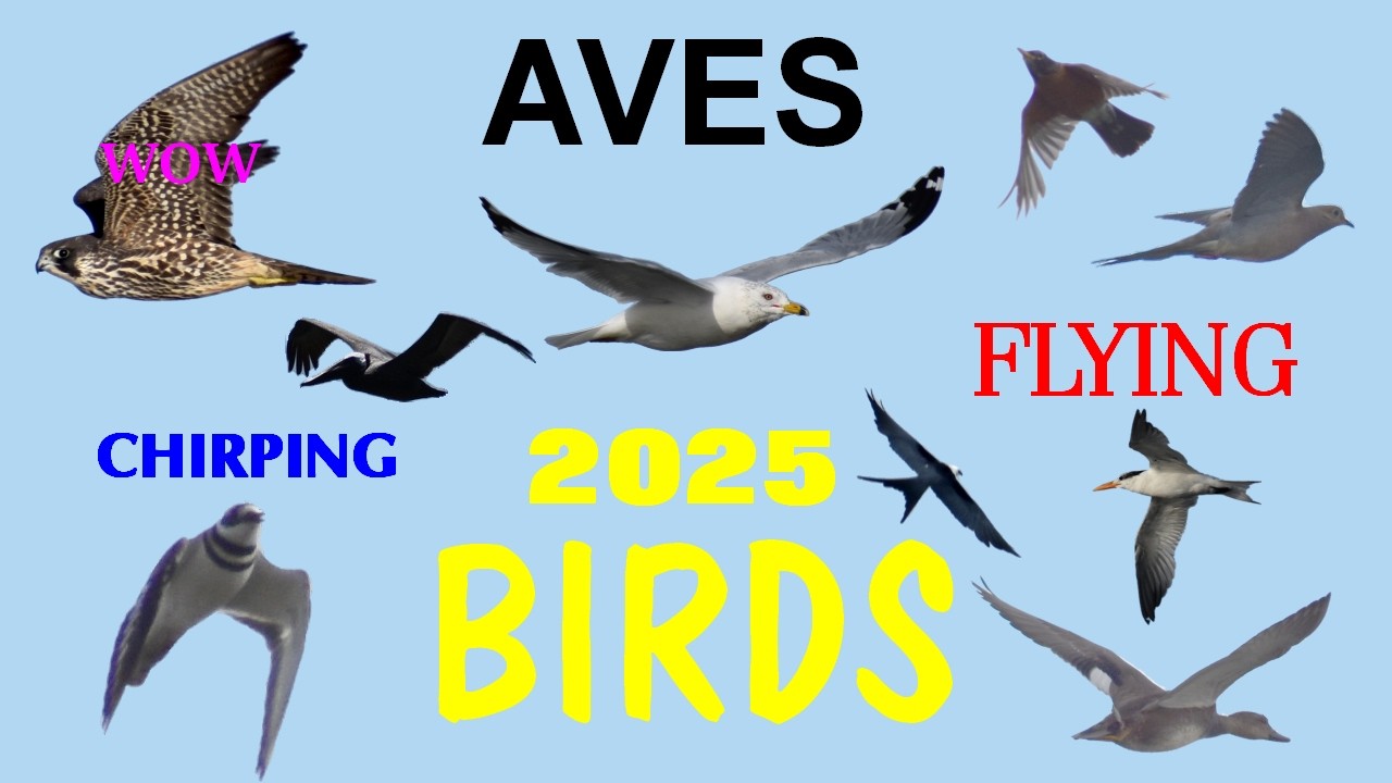 2025 Birding Recap