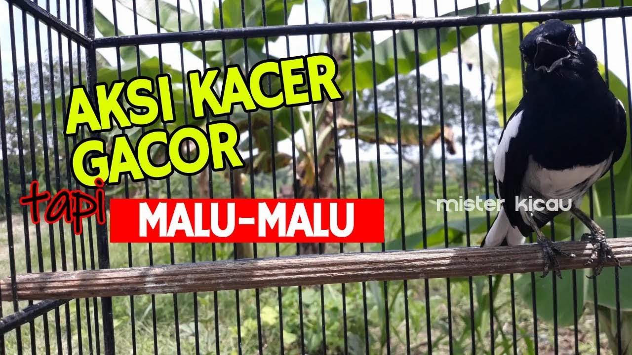 Suara burung kacer jantan gacor ngeplong keras tapi malu malu