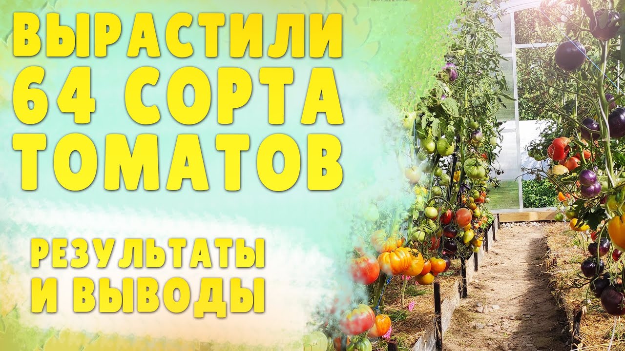 Помидоры🍅🍅🍅 севера Ленинградской области, которые мы посадили и что из этого получилось!