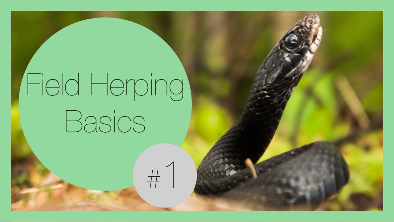 Gear You Always Need While Herping