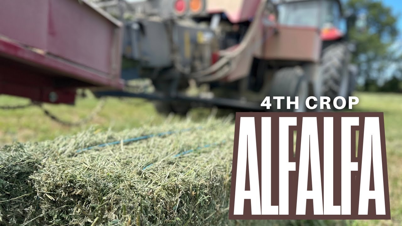 Baling BEAUTIFUL Alfalfa : Simplicity of SimplEBale with the 1842S & 4250T Baron #hay