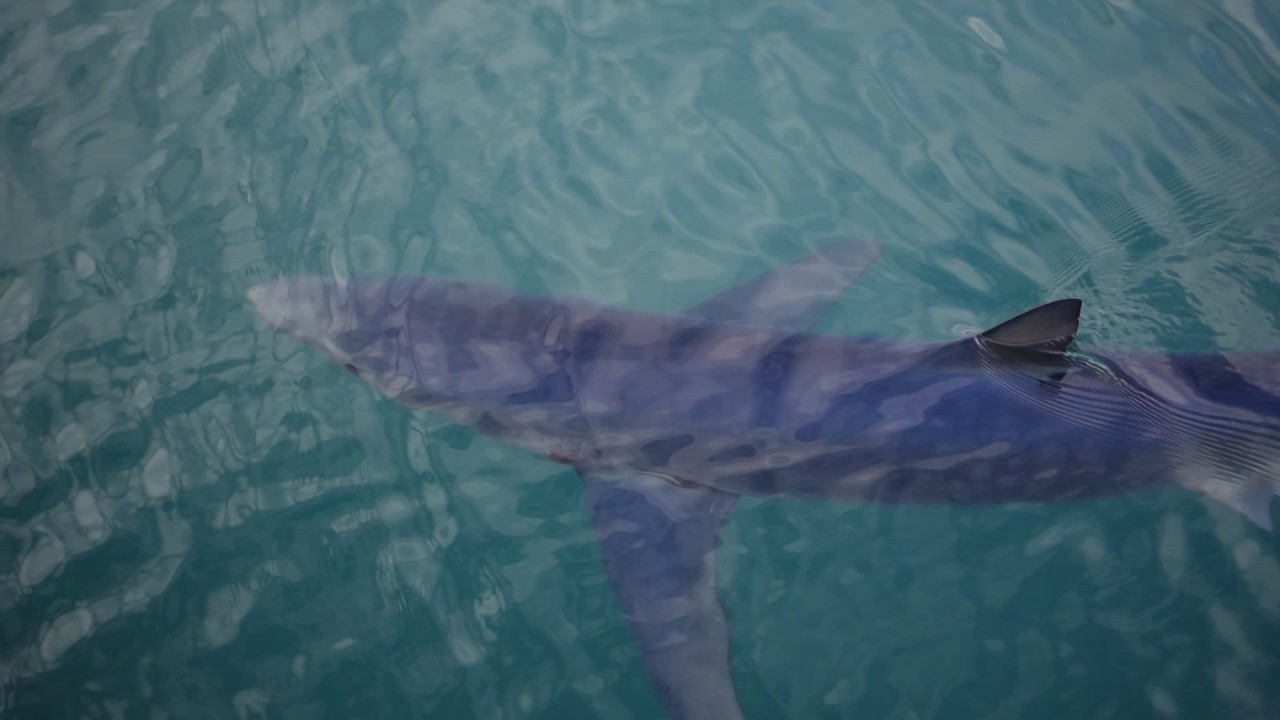 Shark outside RocketWerkz Office