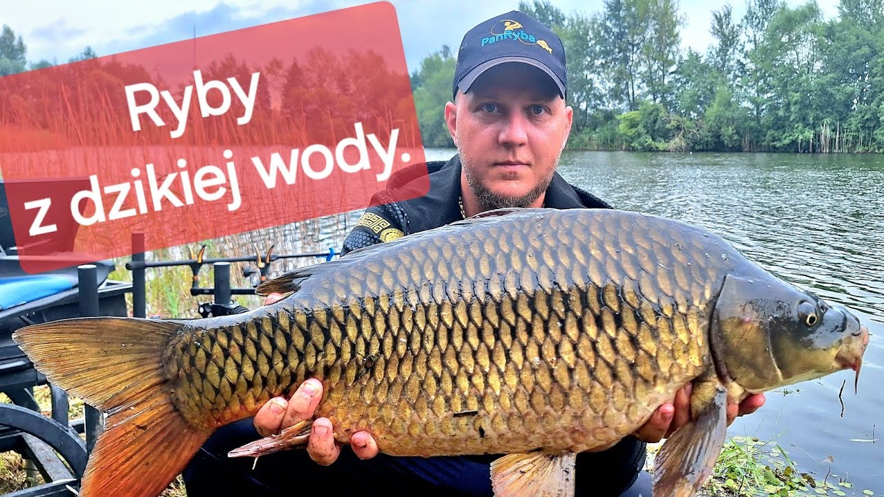 Ryby z dzikiej wody.