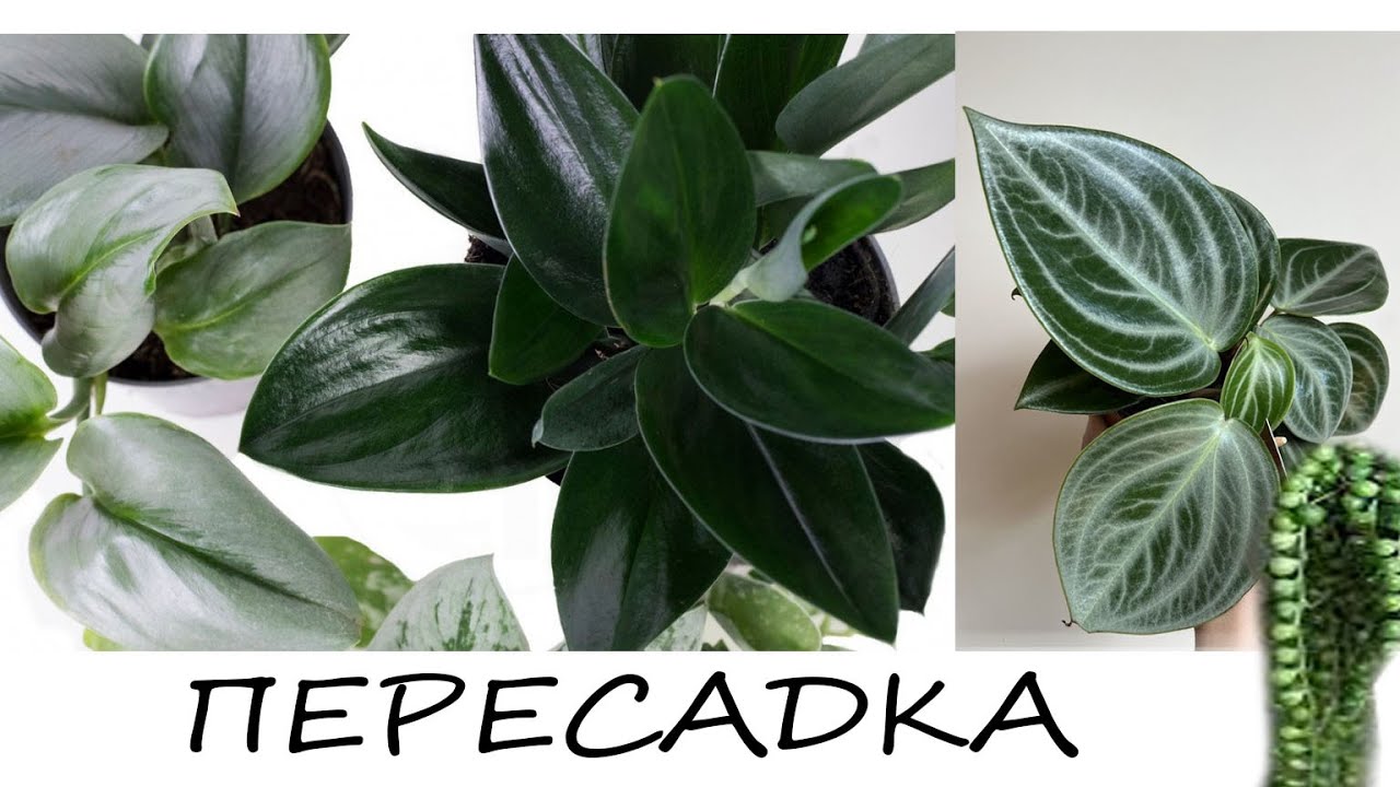 Пересадка Scindapsus Treubii Dark Form,Moonlight и Крестовник 