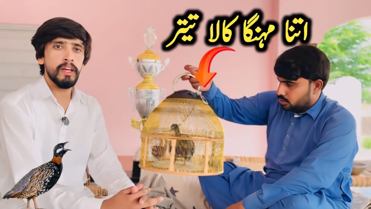 Black Francolin Full Fun | Most Expensive Kala Teetar | Kala Teetar Ki Awaz