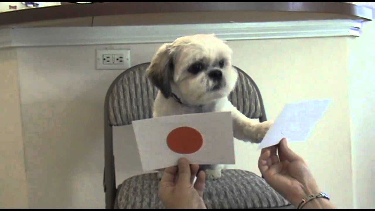 Sonny the Wonder Dog learns his colors