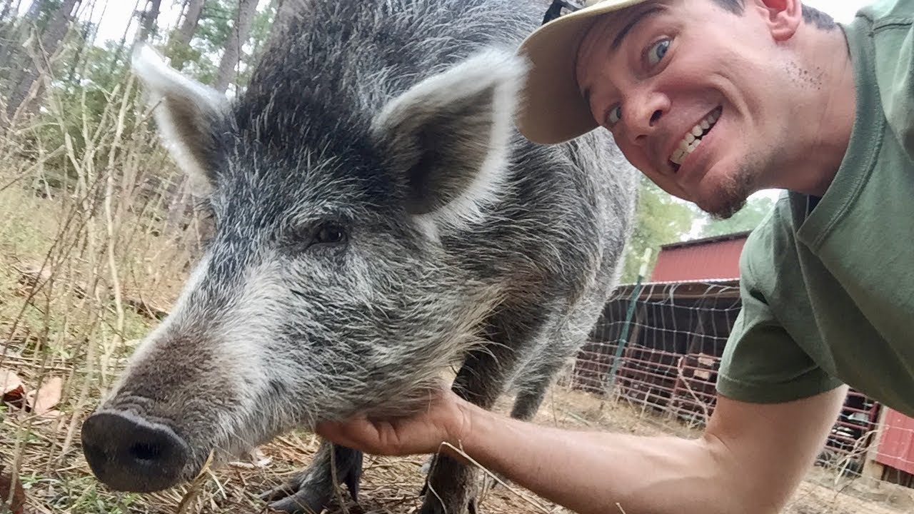 What's with the pig???  The Story of Nosler
