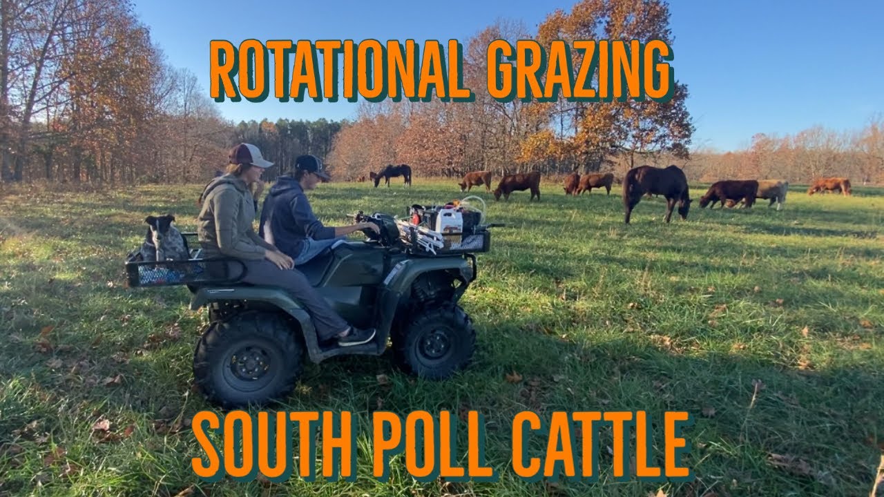 You Can Graze Cattle and Horses TOGETHER?!