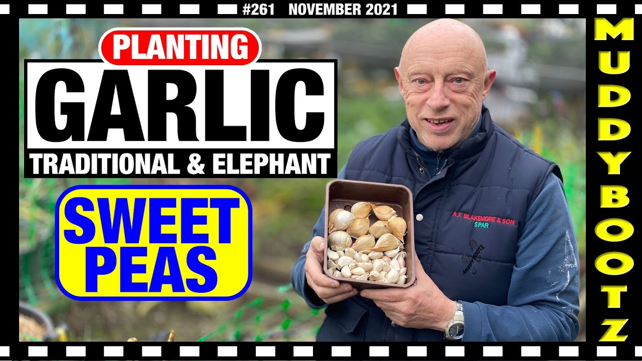 🌻261 🌻 PLANTING GARLIC 🌻 SOWING SWEET PEAS 🌻