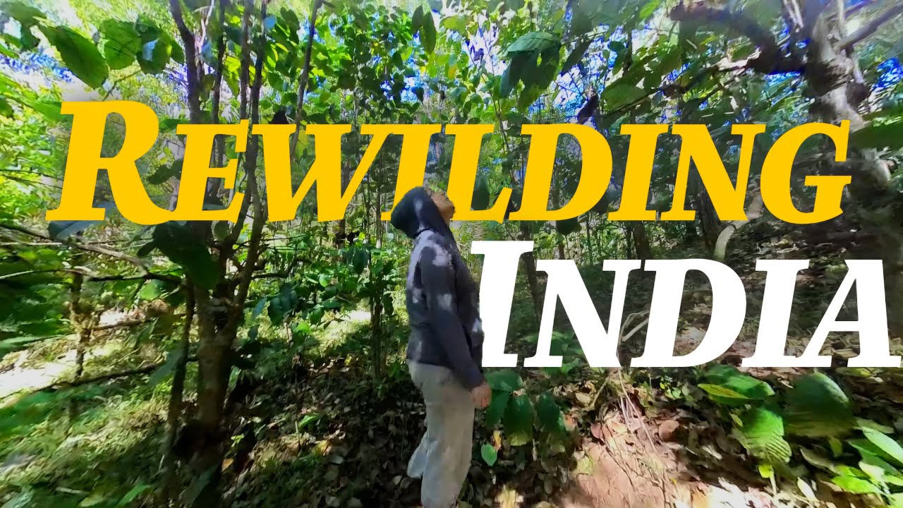 Off-Grid In The Indian Jungle | Rewilding Coorg 🇮🇳 #2 (Workaway)